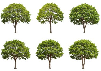 Six isolated trees with green leaves and brown trunks arranged in a grid on a white background