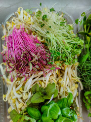 Fresh colorful microgreens and sprouts assortment in a tray