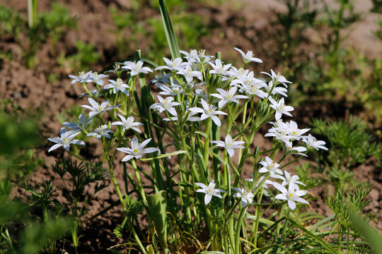 white flowers ornithogalum in the garden

 - Powered by Adobe