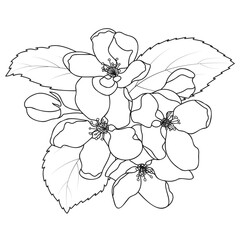 Apple Blossom Outline Spring Fruit Tree Flowers