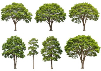 Collection of various green trees with different shapes and sizes isolated on a white background