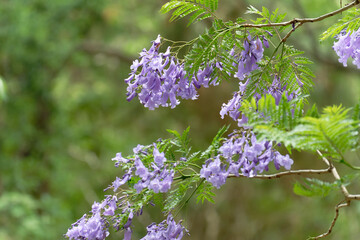 Jacaranda flower