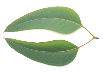 Obraz premium Two eucalyptus leaves with red stems lie on a white surface in a simple, natural composition