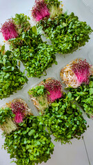 Assorted microgreens in plastic containers on white background