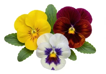  Three pansy flowers with leaves in yellow, white and purple, and burgundy isolated on a white background © stock.metket.com