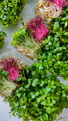 Colorful variety of fresh microgreens in plastic containers