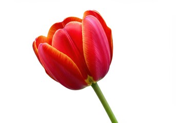 Fototapeta premium Close-up of a vibrant red tulip with orange edges on a white background, showcasing its delicate petals