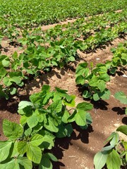 初夏の枝豆畑風景