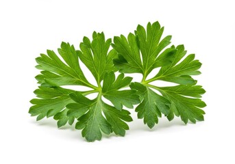 Close-up of fresh green parsley sprigs with ruffled leaves isolated on a white background for culinary use