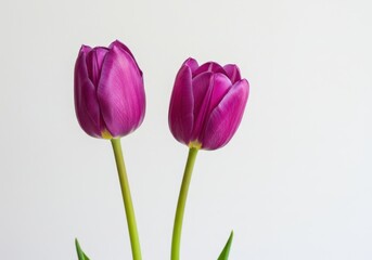 Fototapeta premium Two purple tulip flowers with green stems against a white background