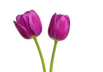 Fototapeta premium Two vibrant purple tulips with green stems against a clean white background
