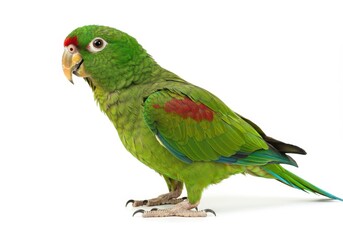 Portrait of a cute green parrot with red patch on white background