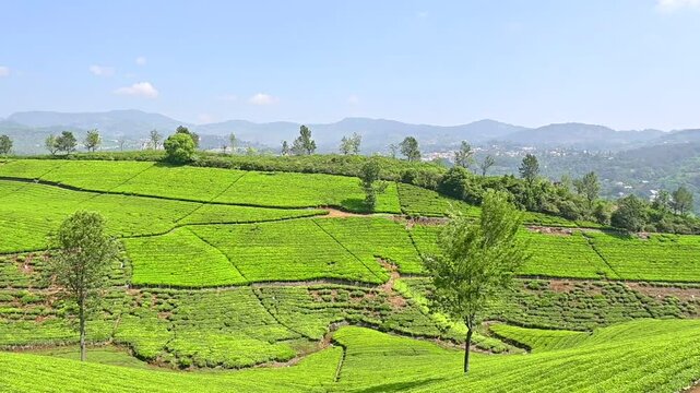 Green tea plantations in Nilgiris, Western ghats, South India 