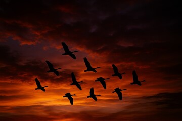 Fototapeta premium Flock of wild birds flying in sky at sunset with dramatic dark red clouds and glowing horizon in background