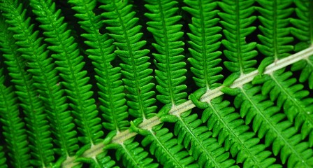 Fern pattern background. Fern leaves, close up. Unique angles. Bright greenish shades. Minimalism,...