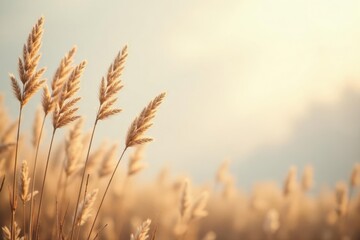 Golden Hour Meadow Serene Tall Grasses Swaying Gently in the Warm Sunset Light