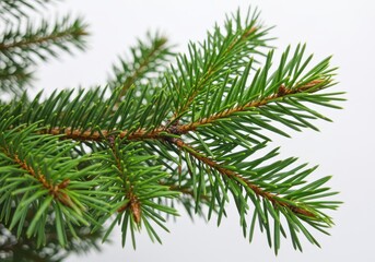 Close up of a fresh green pine tree branch against a white background