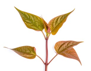 Reddish Brown Young Plant Leaves Close Up