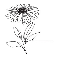 Gerbera Flower Vector Line Art Design for Botanical Illustration