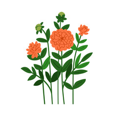 Flower blossoms, garden plant branch with leaf. Beautiful dahlias blooms, stems and leaves, spring buds and foliage. Floral botanical flat vector illustration isolated on white background