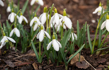 Snowdrops Blooming in Early Spring Garden, Latvia