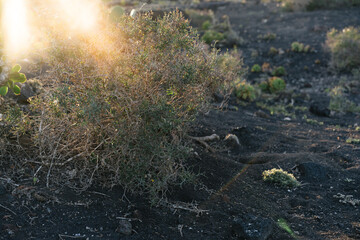 Sunset on a volcanic island, Lanzarote, Canary islands