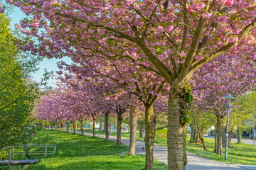 Kirschblüte am Wall Stadthagen Deutschland