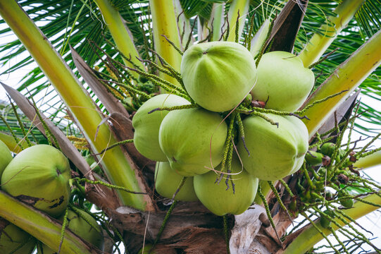 green young drinking coconuts on palm tree in tropics in Asia