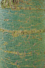 Fototapeta premium Beautiful close-up of brachychiton rupestris