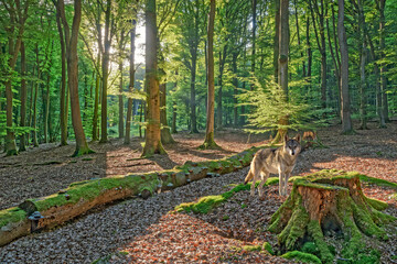 Wolf auf Lichtung im Wald
