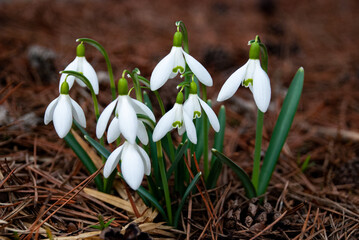 Snowdrops Blooming in Early Spring Garden, Latvia