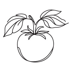 Fresh Tomato Illustration with Leaves and Stem Minimalist Line Art