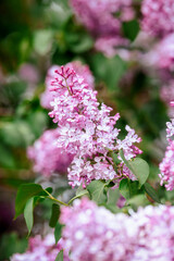 Beautiful lilac blossoms in full bloom during spring season in a garden