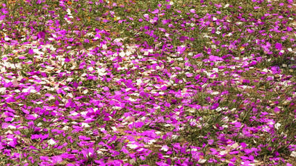 The festival floor is strewn with colorful pieces of paper