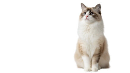 Fototapeta premium Cute Ragdoll cat sits upright with natural posture,white banner,copy space,clean and minimal look
