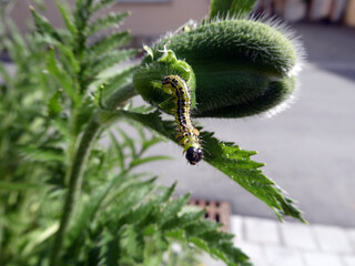 Palaver Orientale mit Raupe des Buchsbaumzünslers
