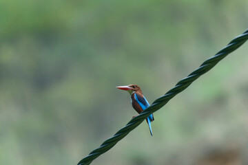 white throated kingfisher on green background