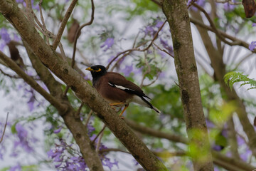 Common myna on the Jacaranda tree
