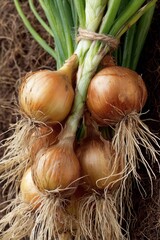 Fresh Bunch of Onions with Roots and Stems - National Onion Day