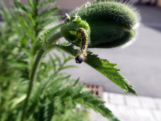 Palaver Orientale mit Raupe des Buchsbaumzünslers