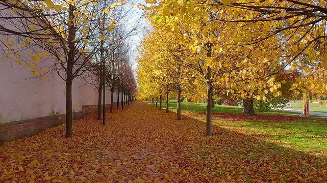 Falling yellow leaves in Godollo Fenypompas Kastelypark. Beautiful autumn scene of Godollo - city in Pest County, Budapest metropolitan area, Hungary, Europe. 4K video (Ultra High Definition).