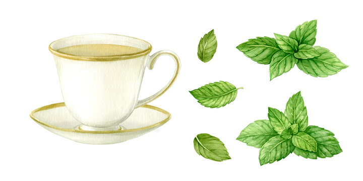 A cup of herbal tea and fresh mint leaves. Hand drawn in watercolor and isolated. Elegant porcelain cup with golden rim and mint leaves. Perfect for packaging design, tea labels, kitchen prints.