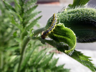 Palaver Orientale mit Raupe des Buchsbaumzünslers