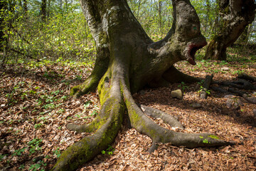 Spreading, protruding roots, trunk of tree form a bizarre image: open mouth, eye. Kabardino-Balkarian Republic, Russia.