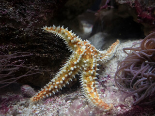 Common spiny starfish (Marthasterias glacialis) full of spinies resting on a rock on the seabed next to the tentacles of anemones
