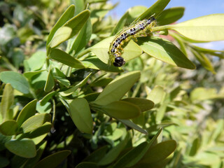 Cydalima perspectalis als Raupe