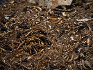Multitude of larvae or mealworms (Tenebrio molitor) in larval form surrounded by flour beetles completing the life cycle of this beetle from the Tenebrionidae family