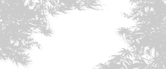 Obraz premium Blurred and gradient background of tree leaves. Natural pattern, gray shadow. Copy space and transparent background with png