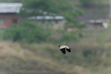 Bird in flight