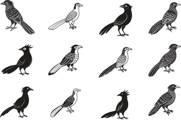 Koel Bird Illustration – Black and White Vector Art of Asian Cuckoo in Stylized Ornithological Design